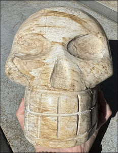 LifeSize Petrified Wood CRYSTAL SKULL - Past Life Work, Stabilizing