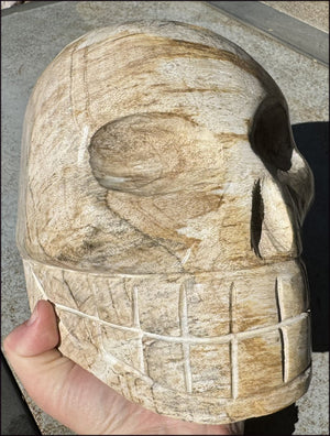 LifeSize Petrified Wood CRYSTAL SKULL - Past Life Work, Stabilizing