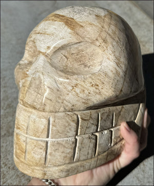 LifeSize Petrified Wood CRYSTAL SKULL - Past Life Work, Stabilizing