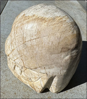 LifeSize Petrified Wood CRYSTAL SKULL - Past Life Work, Stabilizing