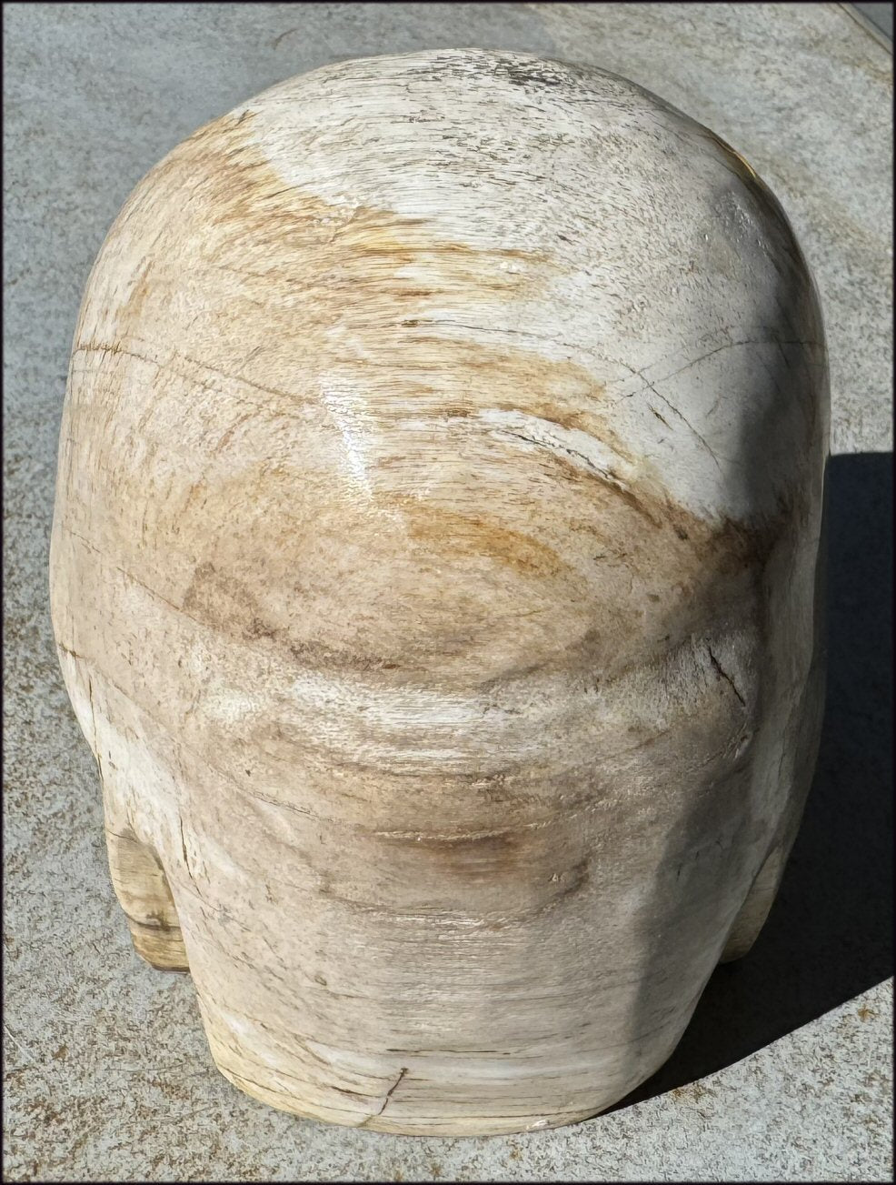 LifeSize Petrified Wood CRYSTAL SKULL - Past Life Work, Stabilizing