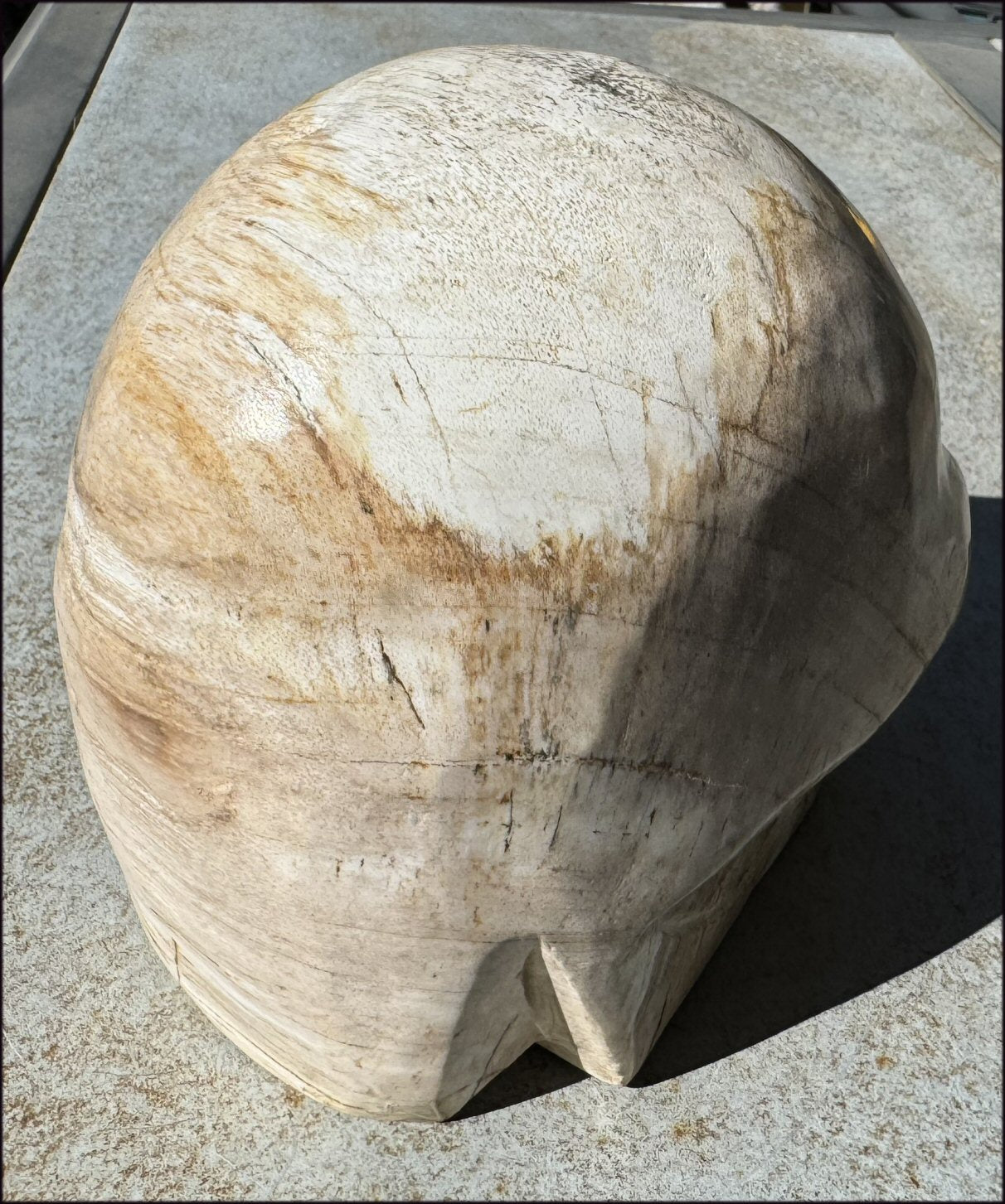 LifeSize Petrified Wood CRYSTAL SKULL - Past Life Work, Stabilizing