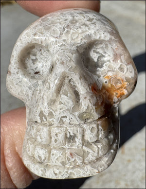 ~Extra Lacy~ Crazy Lace Agate CRYSTAL SKULL - Divination, Focus