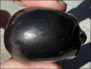 ~Rare!~ SHUNGITE Collector's Crystal Skull - Vitality, Grounding