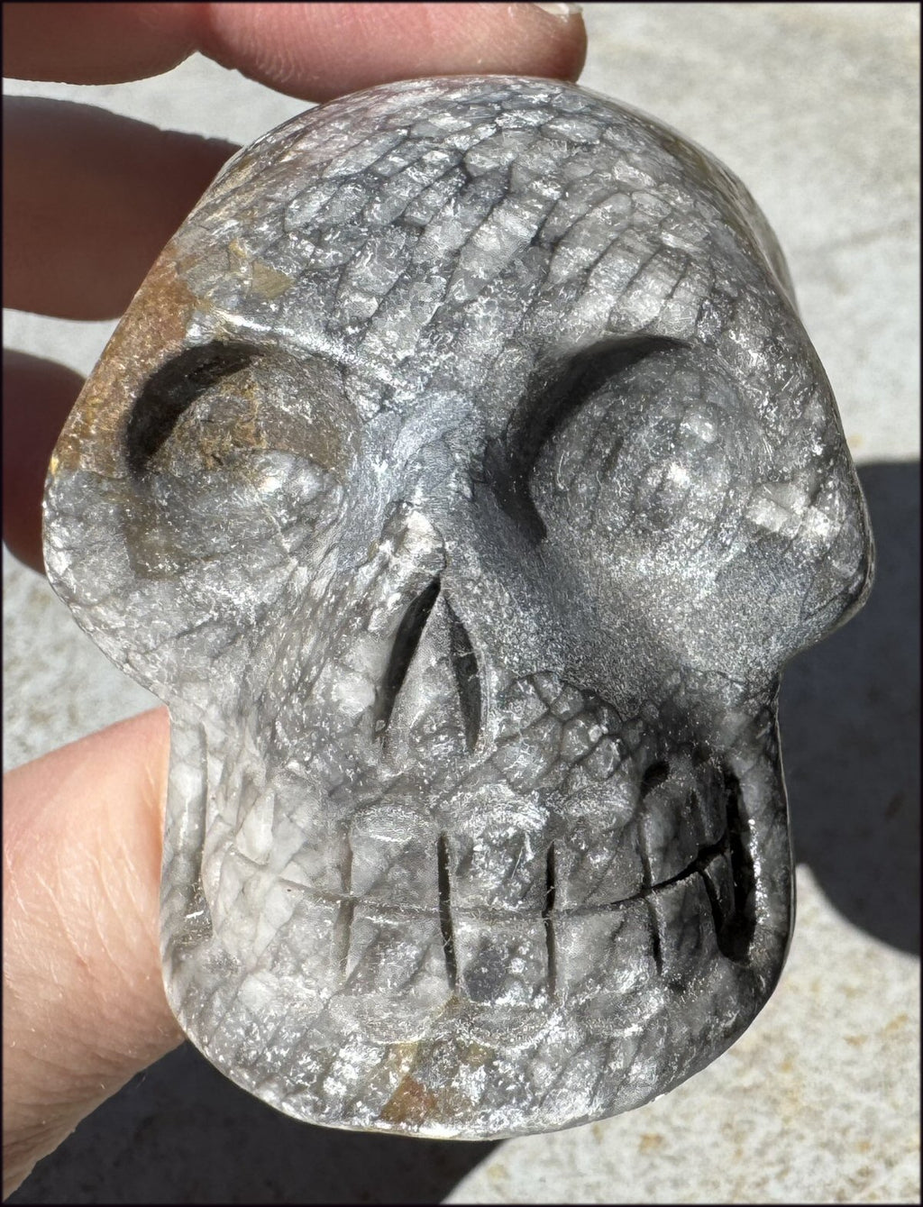 Lg. Fossilized Coral CRYSTAL SKULL - Dissipate negativity, Stimulate 3rd Eye