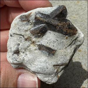 STAUROLITE Crystal Specimen in Matrix - Dream Work - with Synergy 4+ yrs