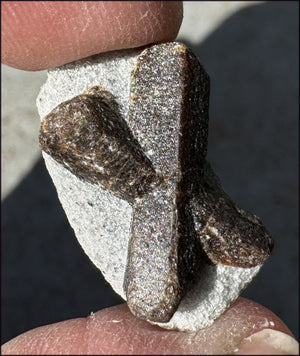 ~Super Cute~ Small STAUROLITE Crystal Specimen in Matrix - Positivity, Dream Work