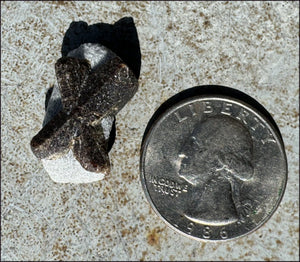 ~Super Cute~ Small STAUROLITE Crystal Specimen in Matrix - Positivity, Dream Work