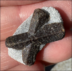 ~Super Cute~ Small STAUROLITE Crystal Specimen in Matrix - Positivity, Dream Work