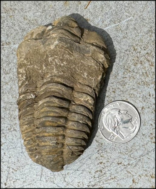 Moroccan TRILOBITE Fossil Specimen - Patience, Open to New Ideas