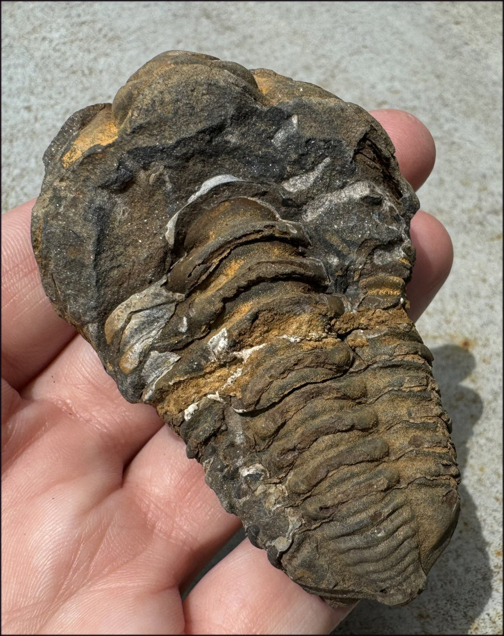 Moroccan TRILOBITE Fossil Specimen - Patience, Open to New Ideas