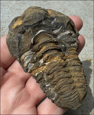 Moroccan TRILOBITE Fossil Specimen - Patience, Open to New Ideas