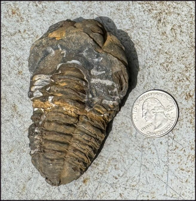 Moroccan TRILOBITE Fossil Specimen - Patience, Open to New Ideas