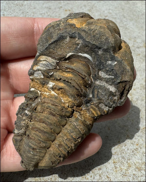 Moroccan TRILOBITE Fossil Specimen - Patience, Open to New Ideas