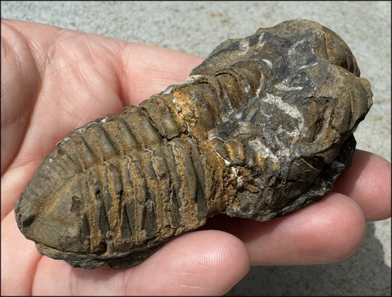 Moroccan TRILOBITE Fossil Specimen - Patience, Open to New Ideas