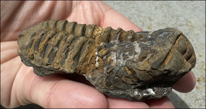 Moroccan TRILOBITE Fossil Specimen - Patience, Open to New Ideas