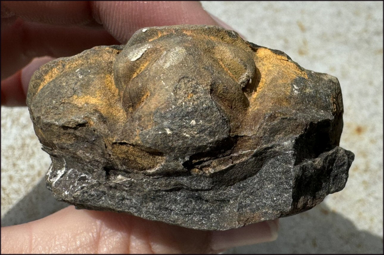 Moroccan TRILOBITE Fossil Specimen - Patience, Open to New Ideas