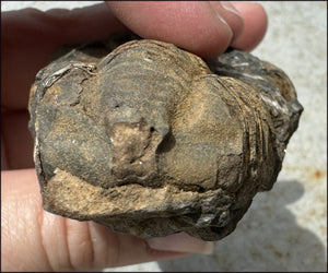 Moroccan TRILOBITE Fossil Specimen - Patience, Open to New Ideas