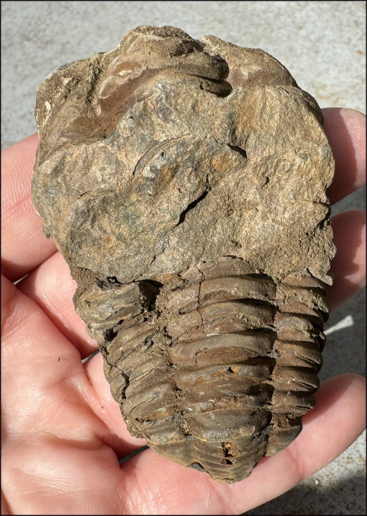 Moroccan TRILOBITE Fossil Specimen - Patience, Open to New Ideas