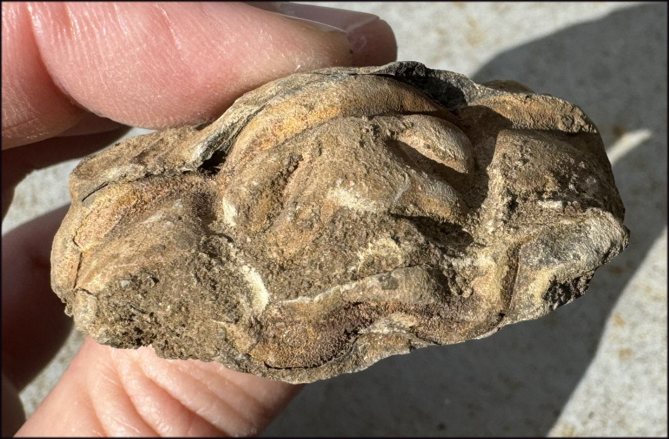 Moroccan TRILOBITE Fossil Specimen - Patience, Open to New Ideas