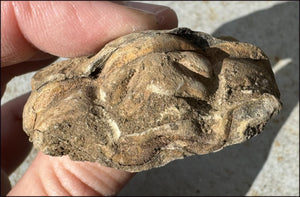 Moroccan TRILOBITE Fossil Specimen - Patience, Open to New Ideas