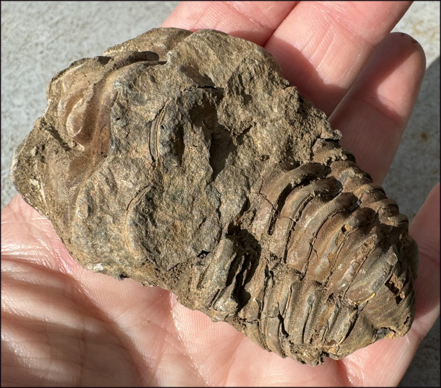 Moroccan TRILOBITE Fossil Specimen - Patience, Open to New Ideas