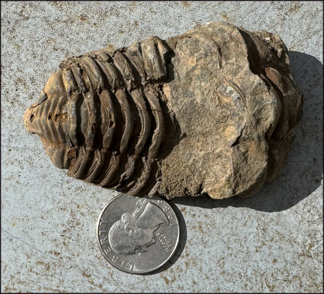 Moroccan TRILOBITE Fossil Specimen - Patience, Open to New Ideas