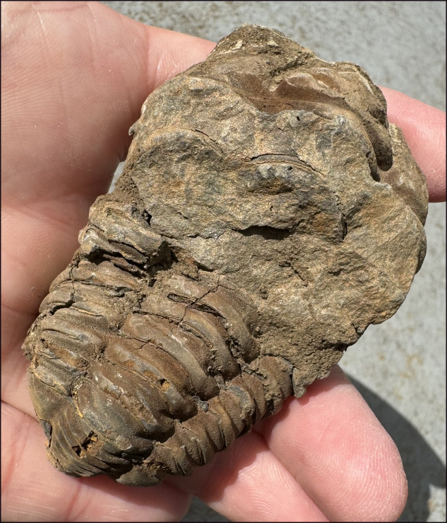 Moroccan TRILOBITE Fossil Specimen - Patience, Open to New Ideas