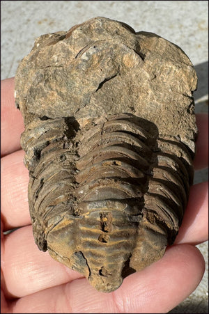 Moroccan TRILOBITE Fossil Specimen - Patience, Open to New Ideas