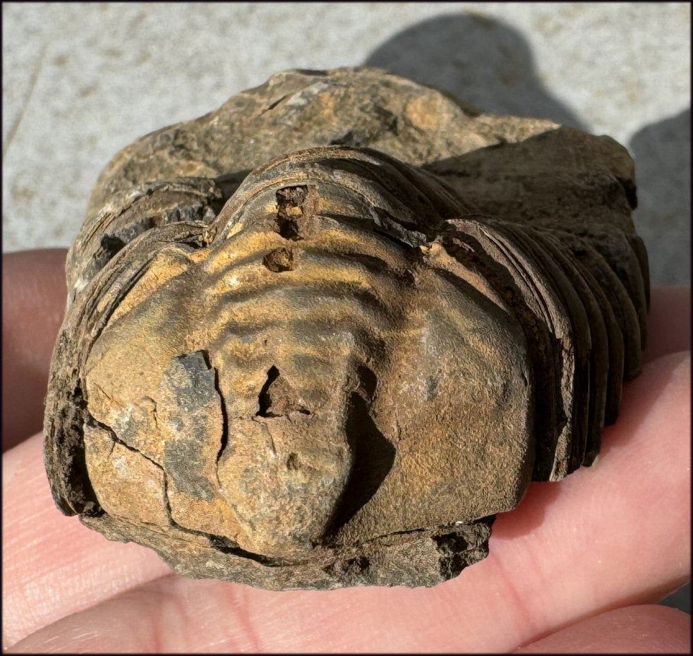 Moroccan TRILOBITE Fossil Specimen - Patience, Open to New Ideas