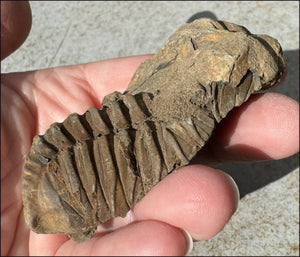 Moroccan TRILOBITE Fossil Specimen - Patience, Open to New Ideas