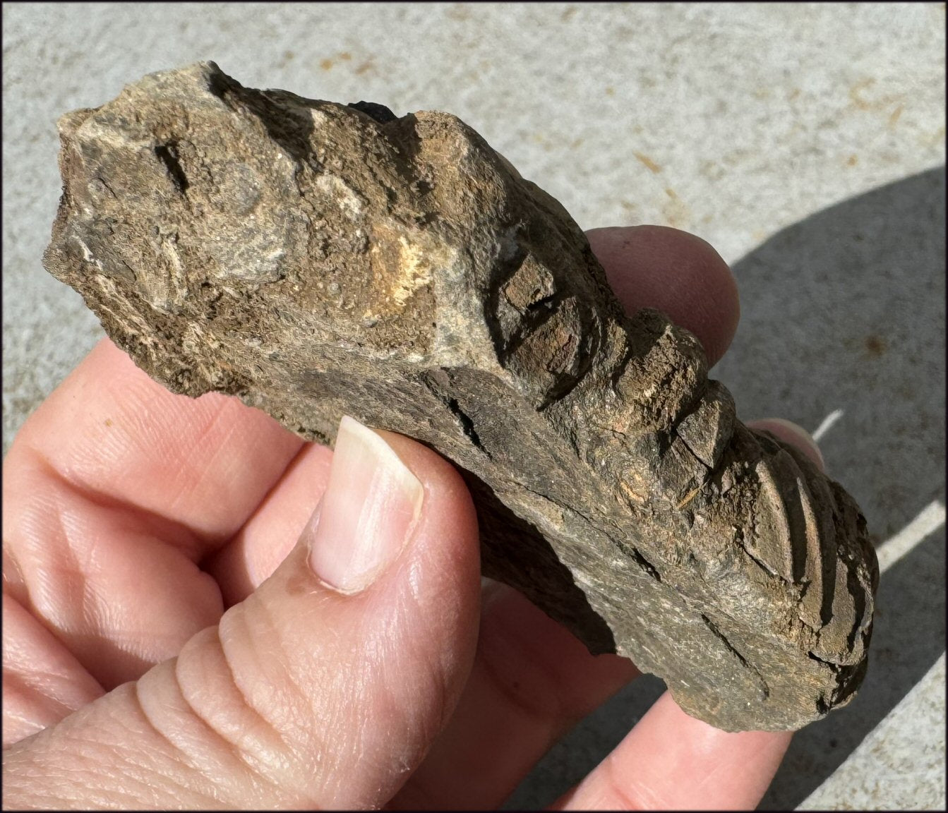 Moroccan TRILOBITE Fossil Specimen - Patience, Open to New Ideas